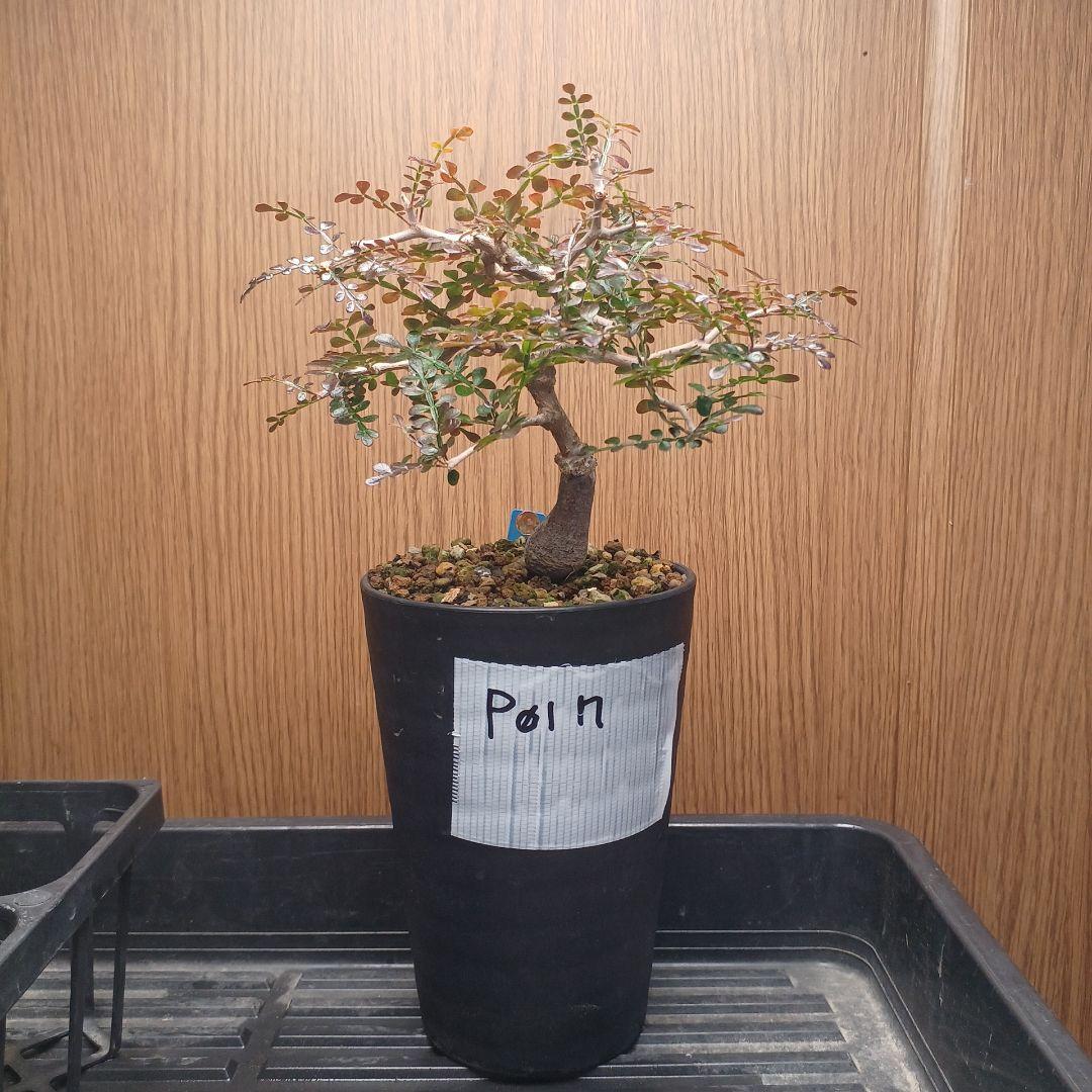 オペルクリカリア パキプス 根挿し 1年半 【らくらくメルカリ便 土日発送】