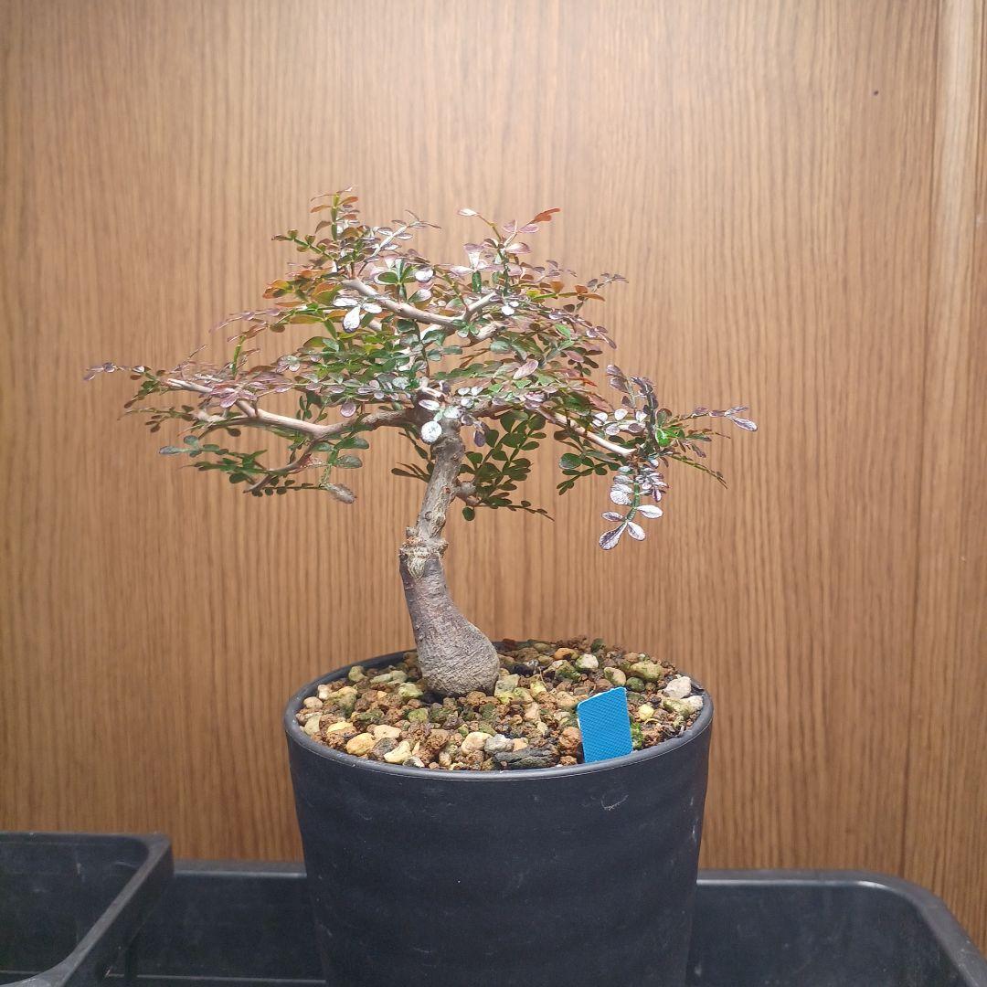 オペルクリカリア パキプス 根挿し 1年半 【らくらくメルカリ便 土日発送】