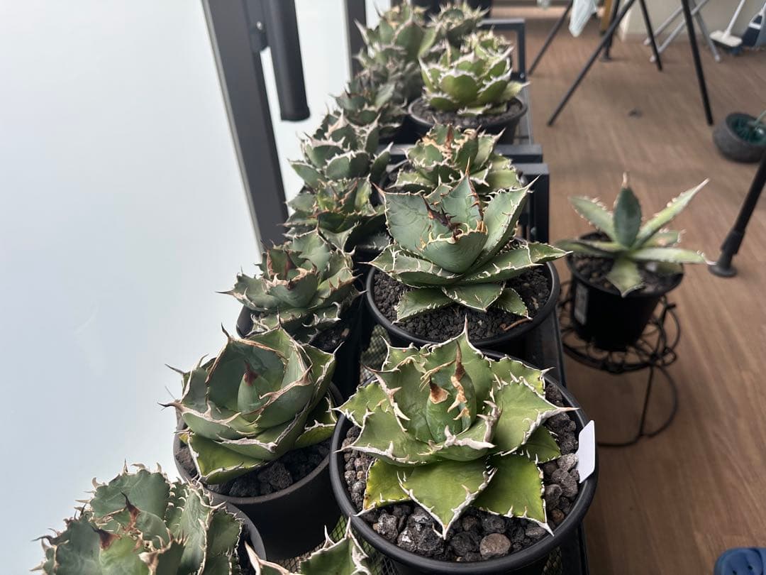 大特価　アガベ+α 60株セット