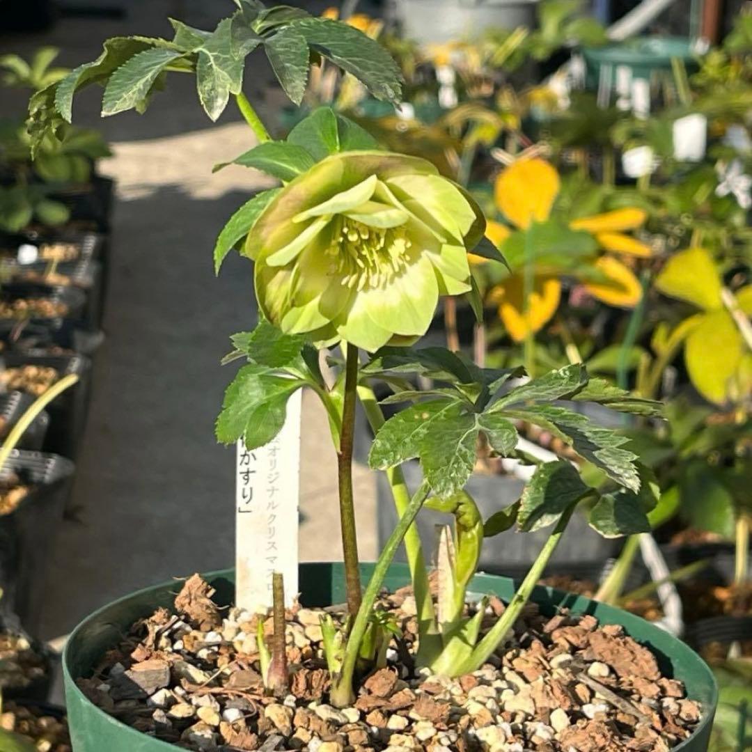 ヒ*イ様 ☘️しっかり株☘️❤️根充実❤️逞しい新葉❤️3204⭐️超レア⭐️利