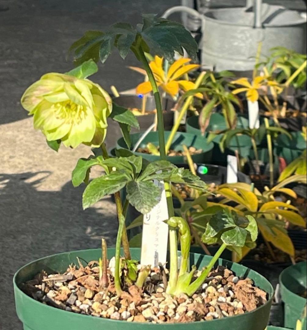 ヒ*イ様 ☘️しっかり株☘️❤️根充実❤️逞しい新葉❤️3204⭐️超レア⭐️利