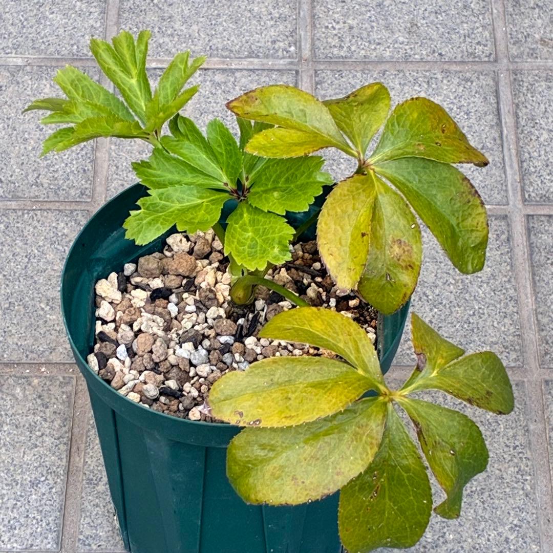 ヒ*イ様 ☘️しっかり株☘️❤️根充実❤️逞しい新葉❤️3204⭐️超レア⭐️利