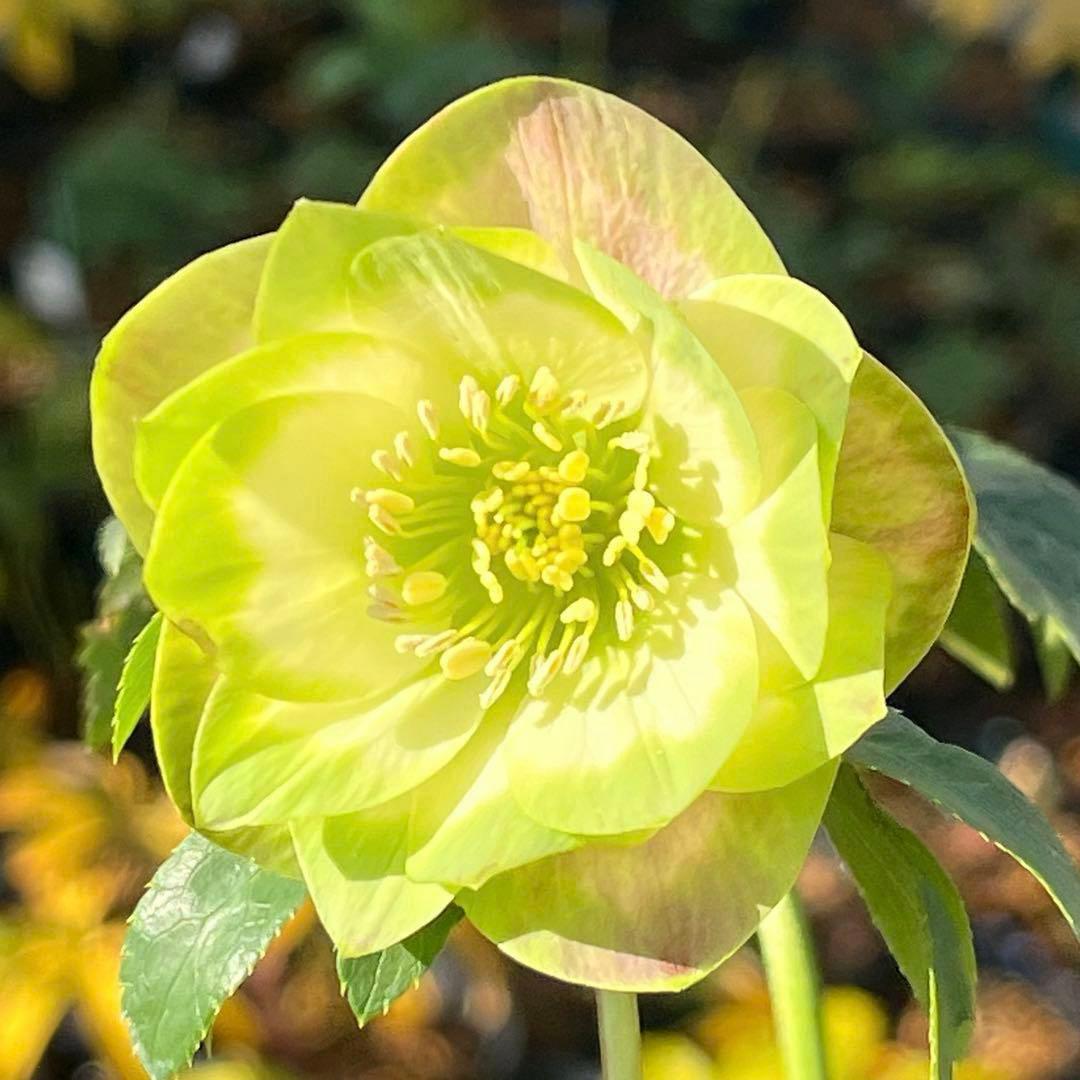 ヒ*イ様 ☘️しっかり株☘️❤️根充実❤️逞しい新葉❤️3204⭐️超レア⭐️利