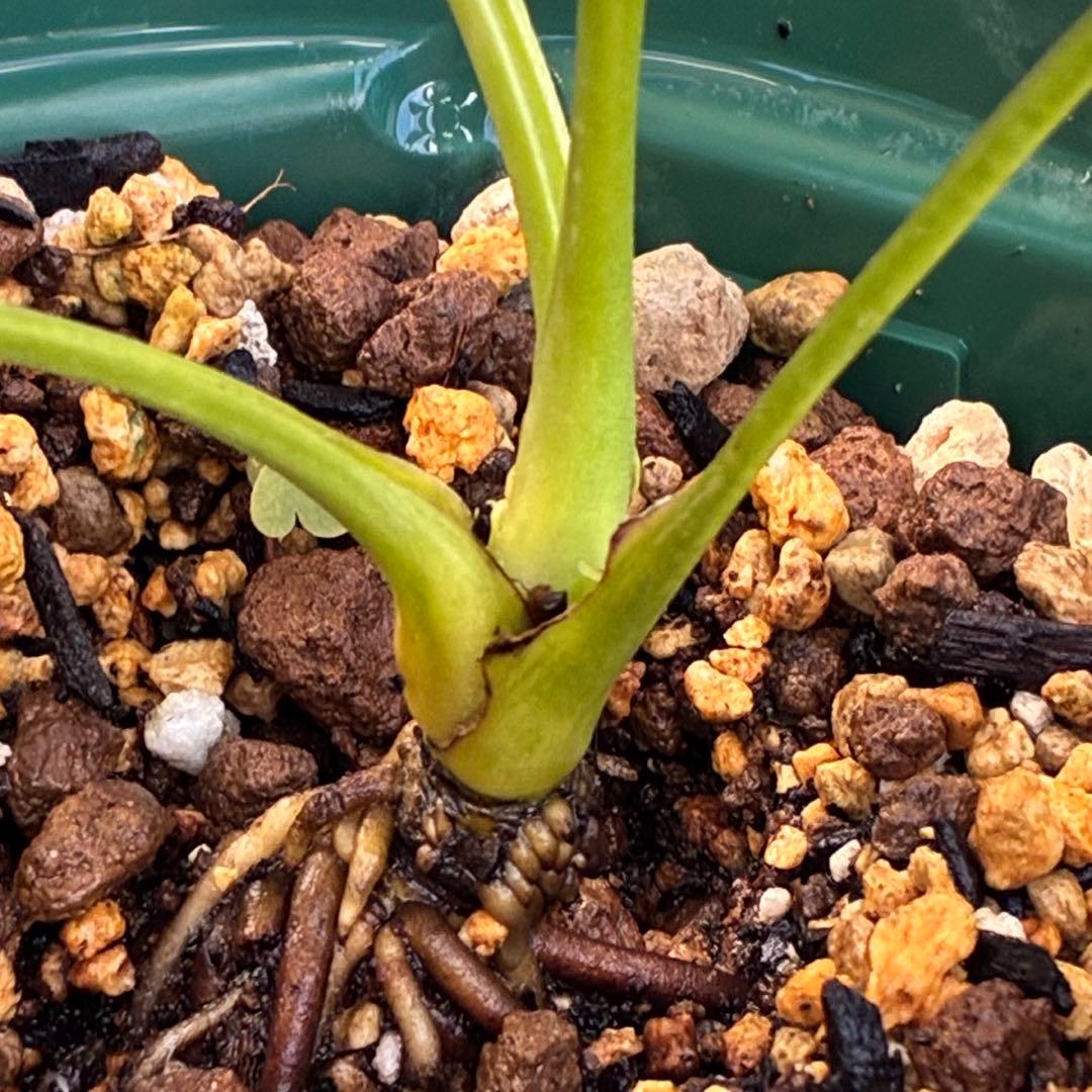 ヒ*イ様 ☘️しっかり株☘️❤️根充実❤️逞しい新葉❤️3204⭐️超レア⭐️利