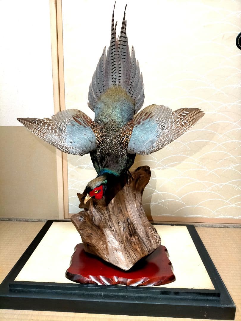 【美品】キジの剥製　ケース付き