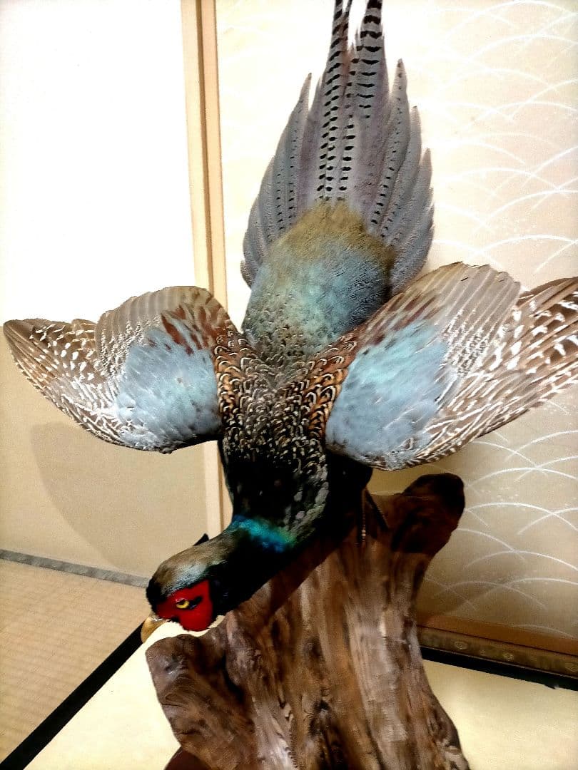 【美品】キジの剥製　ケース付き