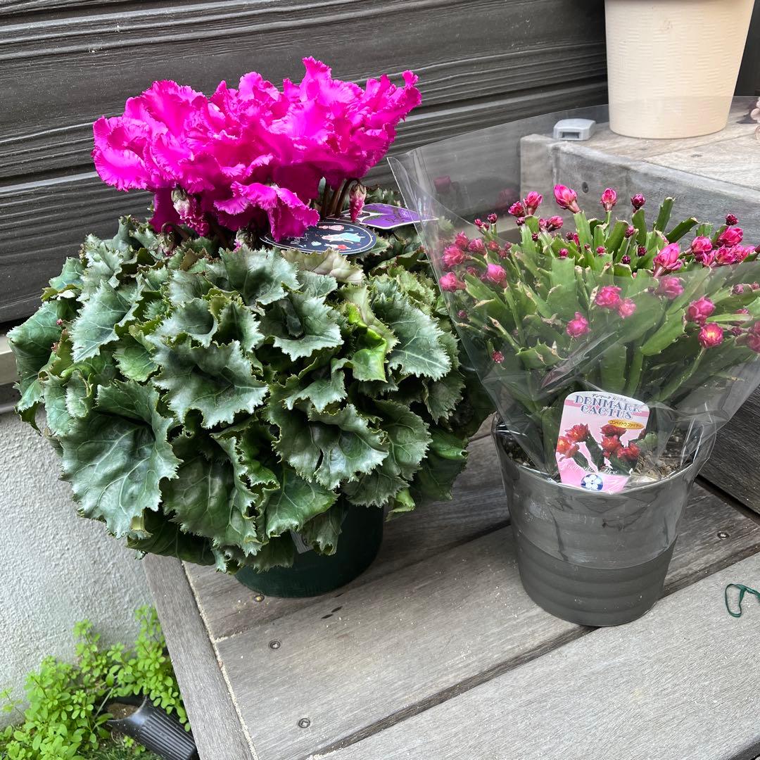 りんご　シャコバサボテン　コンペイトウファイヤー　シクラメン　レジーナ