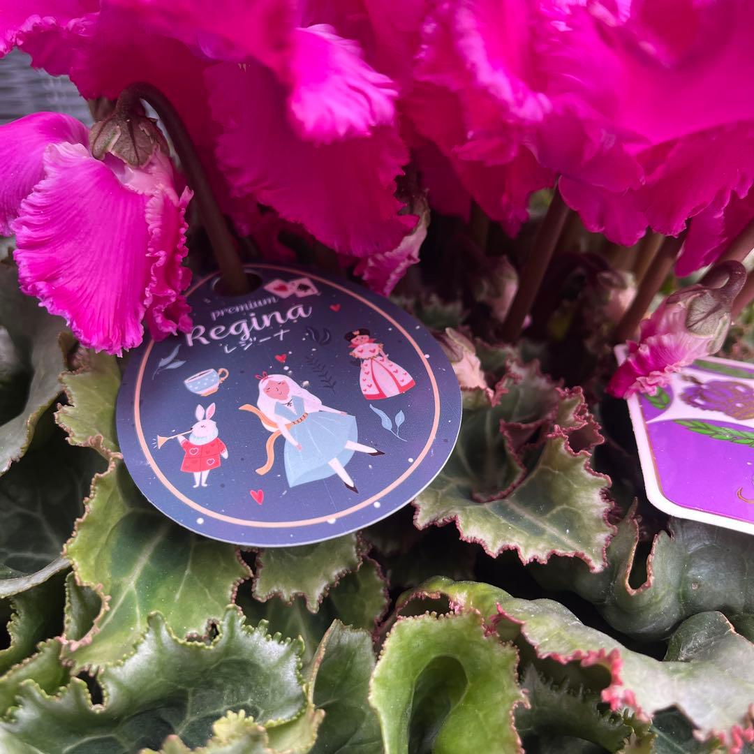 りんご　シャコバサボテン　コンペイトウファイヤー　シクラメン　レジーナ