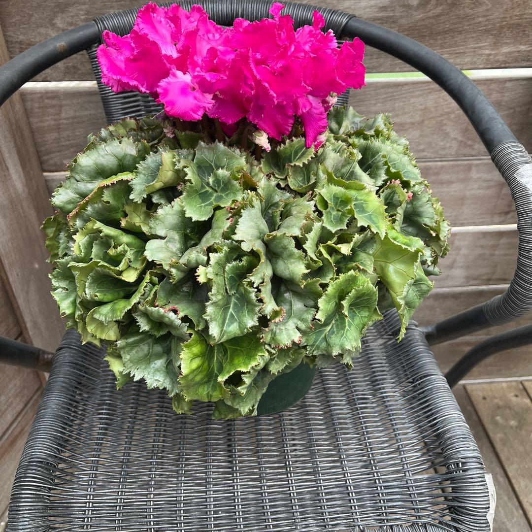 りんご　シャコバサボテン　コンペイトウファイヤー　シクラメン　レジーナ