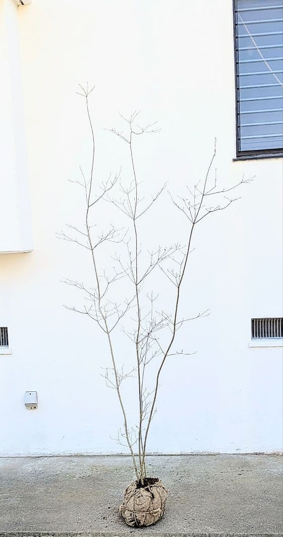 至極。山採りドウダンツツジ。