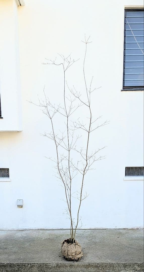 至極。山採りドウダンツツジ。