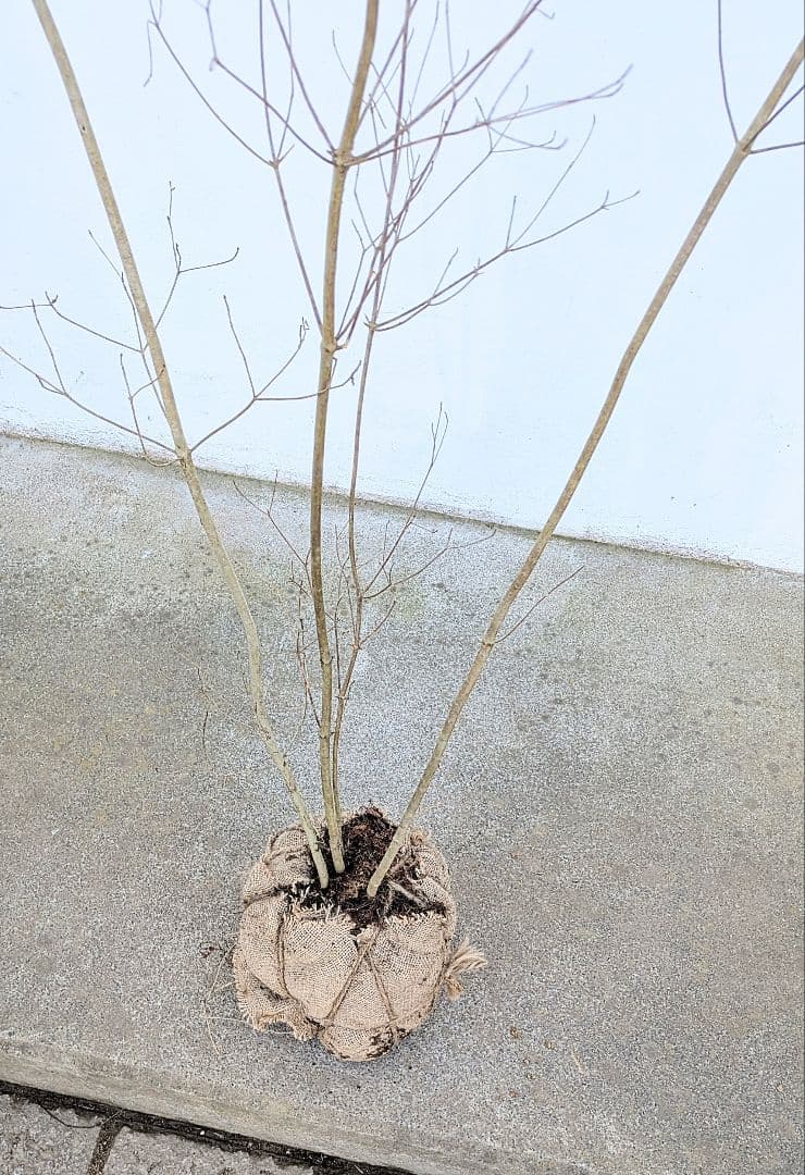 至極。山採りドウダンツツジ。