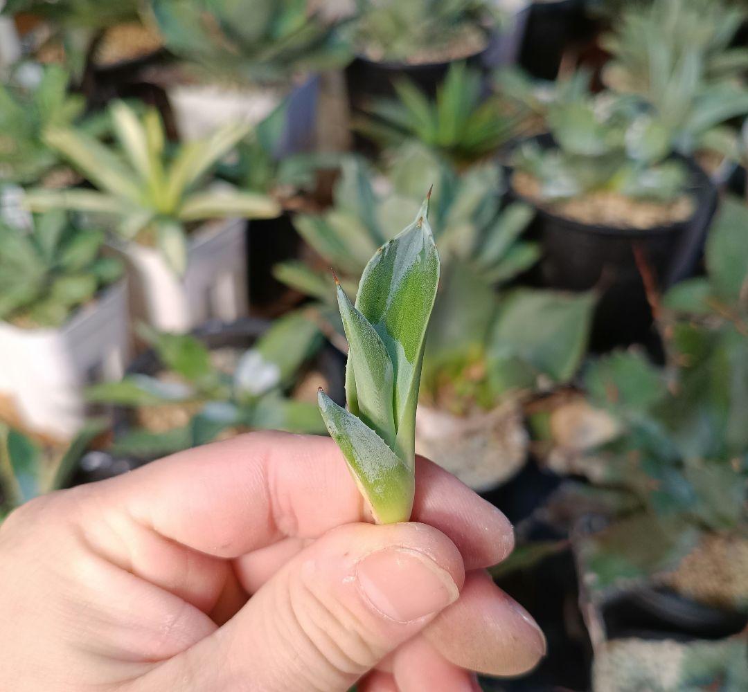 アガベ　オバティフォリア　パリー　パラサナ　モンタナ　ハイブリッドアガベ　斑入り