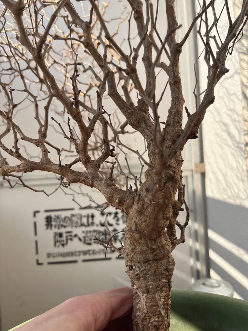 早い者勝ち 超極太 実生 パキプス オペルクリカリアパキプス