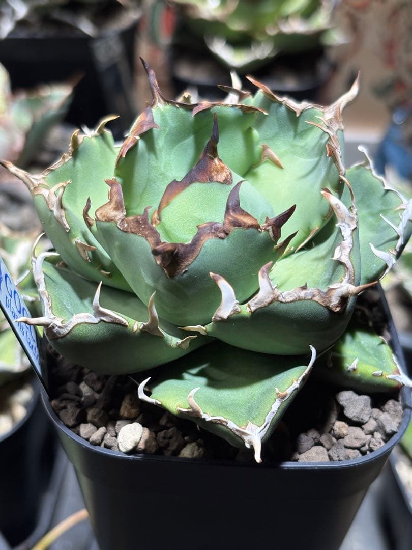 アガベチタノタ　Dennis029 中株