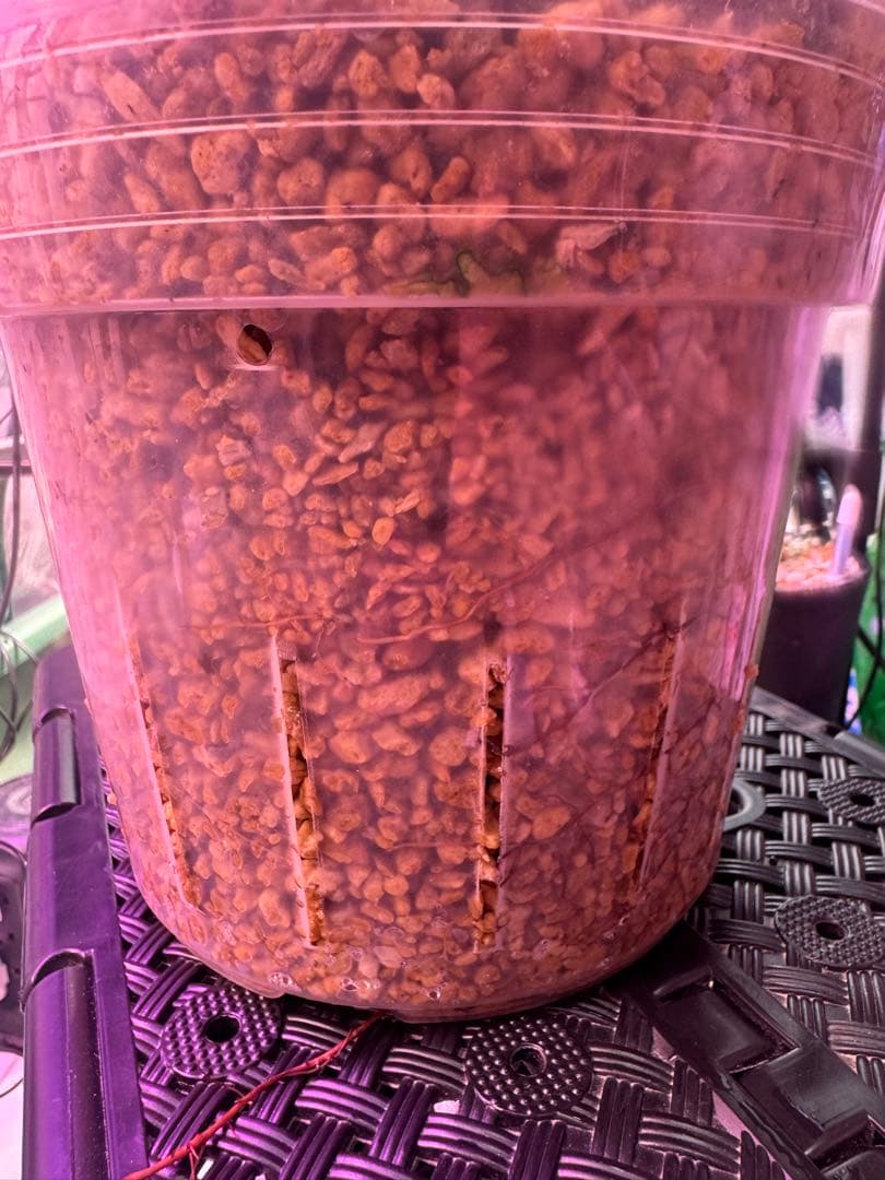 斑入り❔オペルクリカリア パキプス 幹幅19㎝ 発根済み 三州みやび鉢