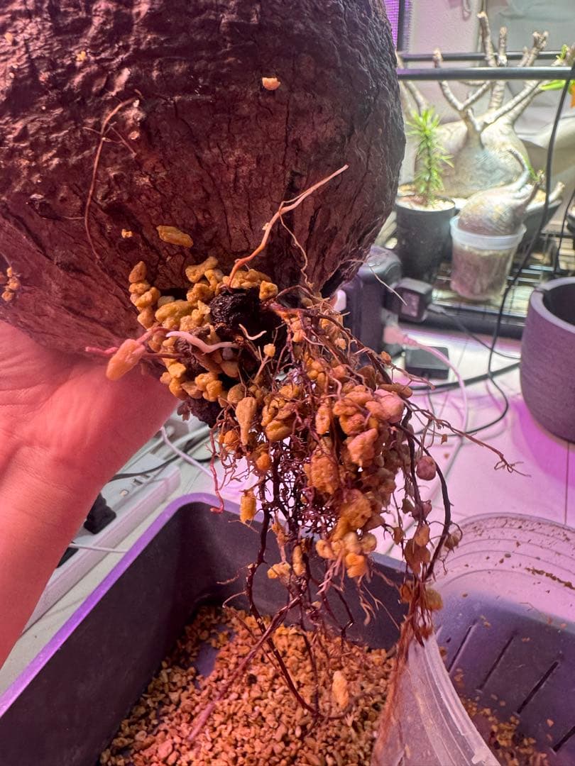 斑入り❔オペルクリカリア パキプス 幹幅19㎝ 発根済み 三州みやび鉢