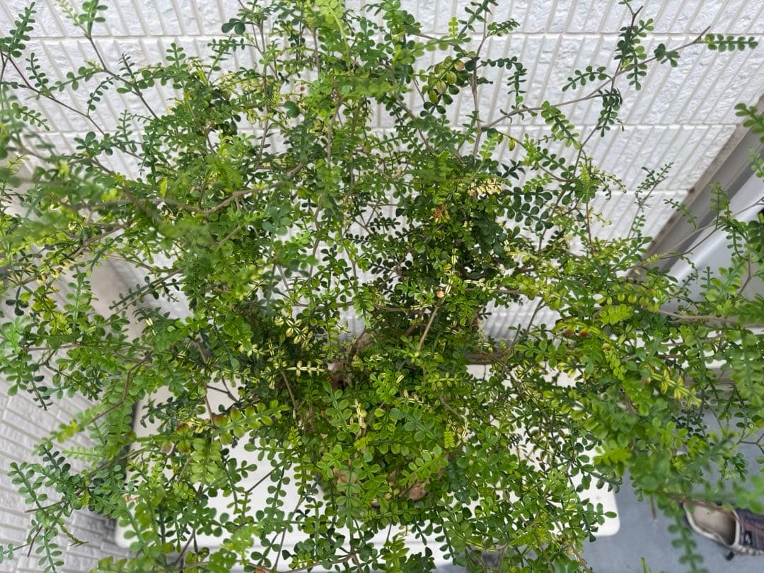 斑入り❔オペルクリカリア パキプス 幹幅19㎝ 発根済み 三州みやび鉢