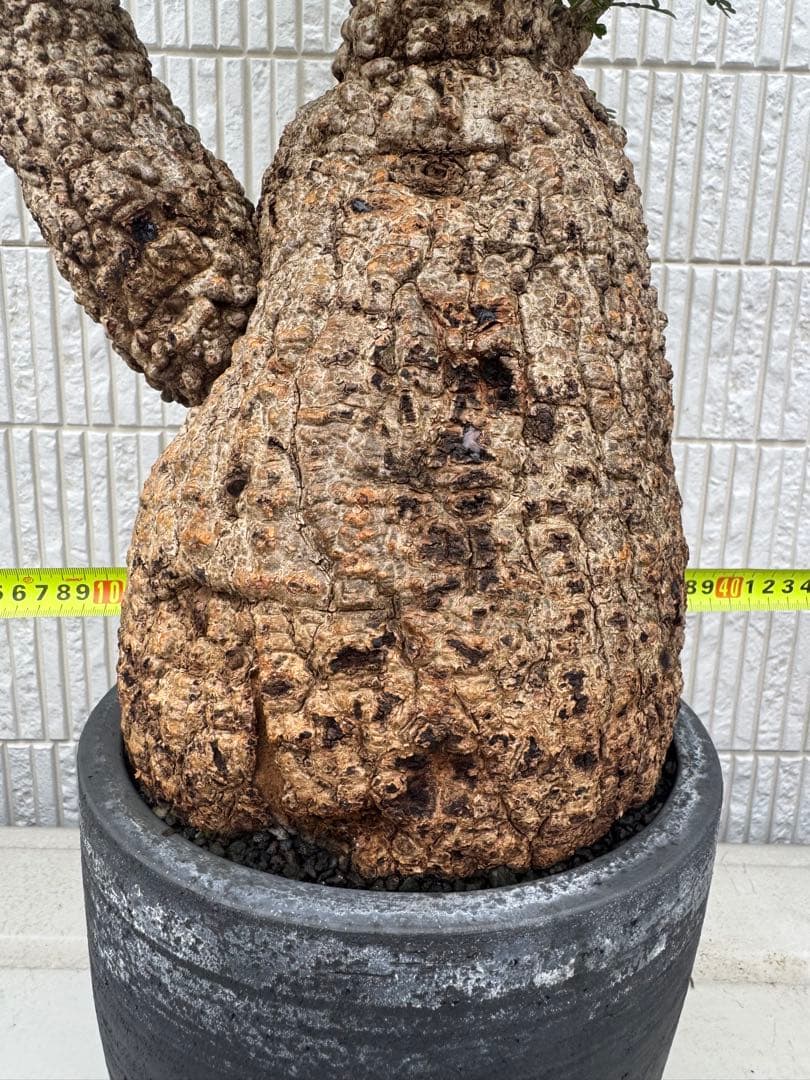 斑入り❔オペルクリカリア パキプス 幹幅19㎝ 発根済み 三州みやび鉢