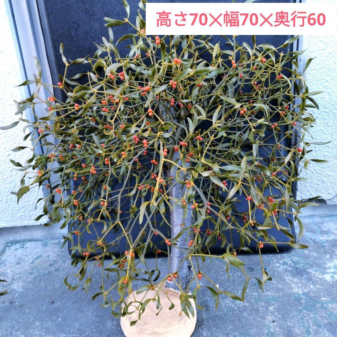 ヤドリギno.62 やや大型