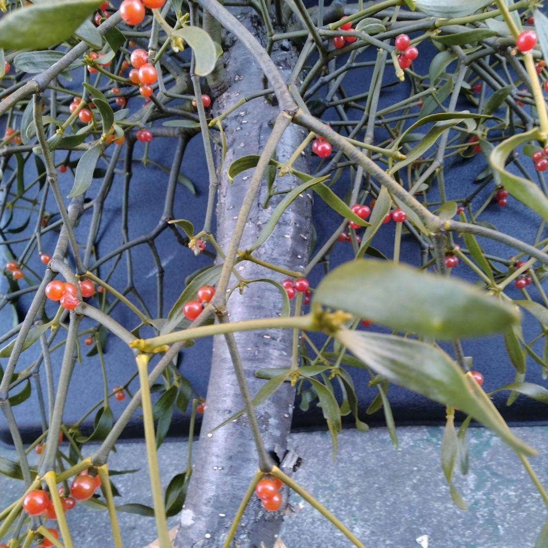 ヤドリギno.62 やや大型