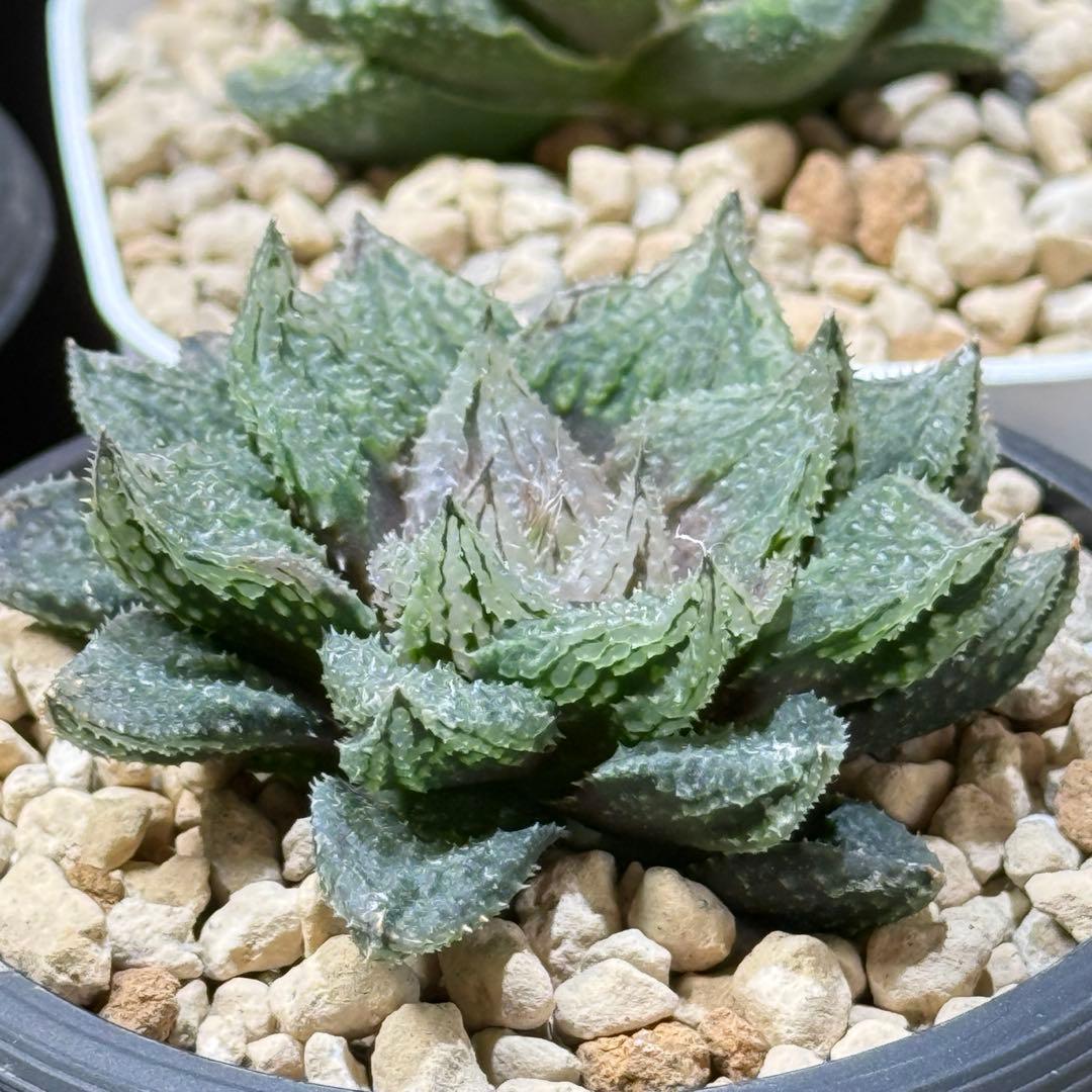 ハオルチア_闇の森