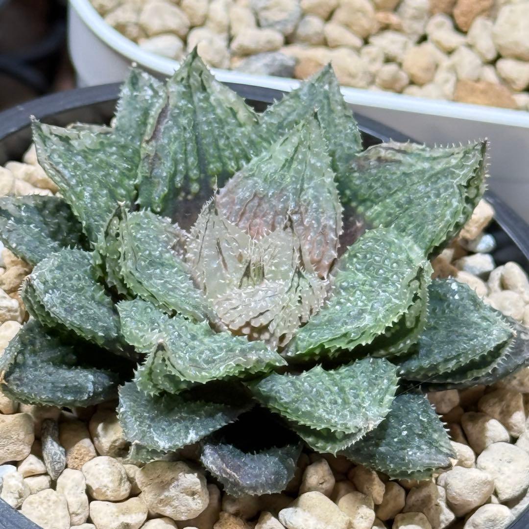 ハオルチア_闇の森