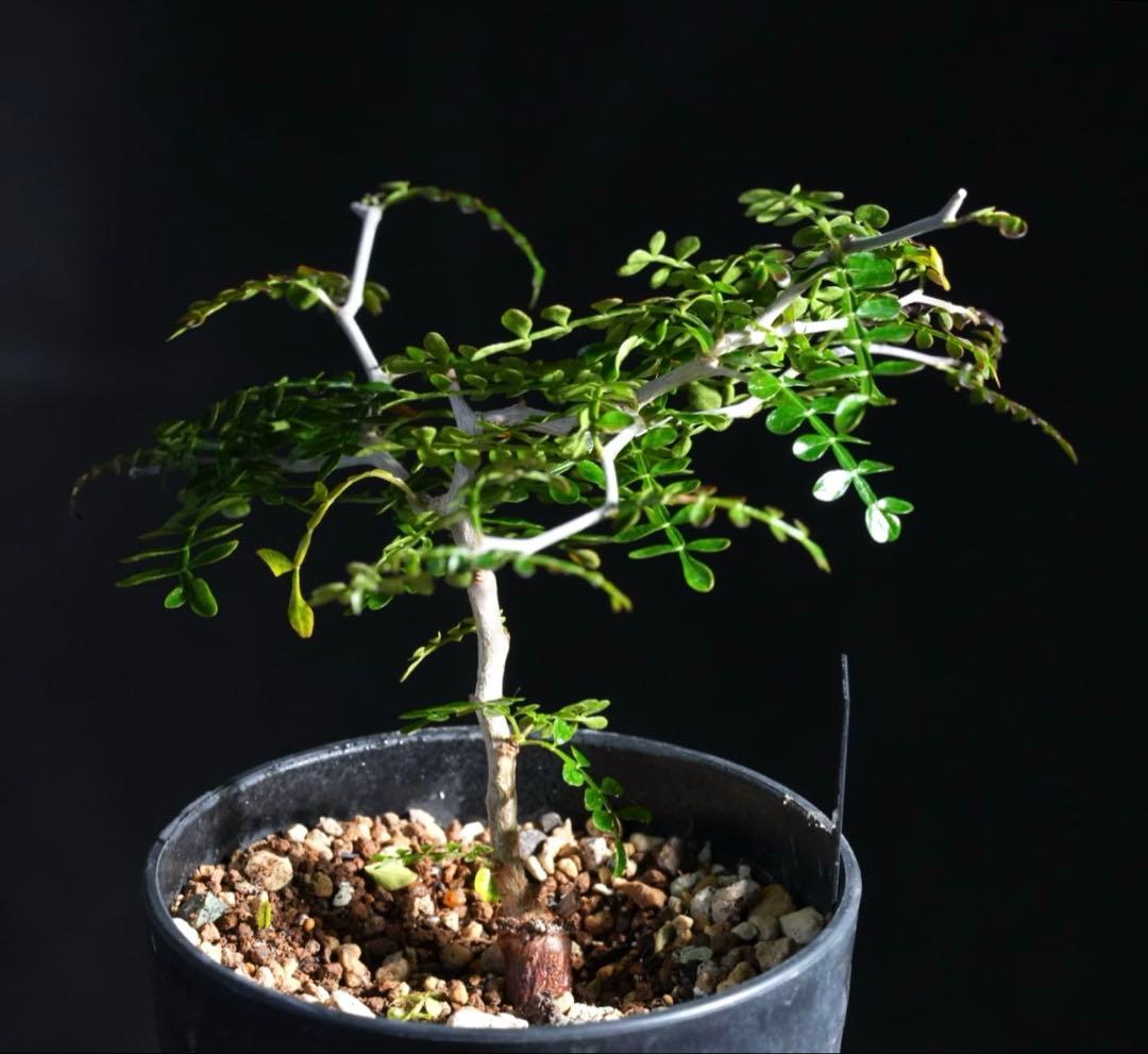 オペルクリカリアパキプス　【根挿し2年目】管理No.J