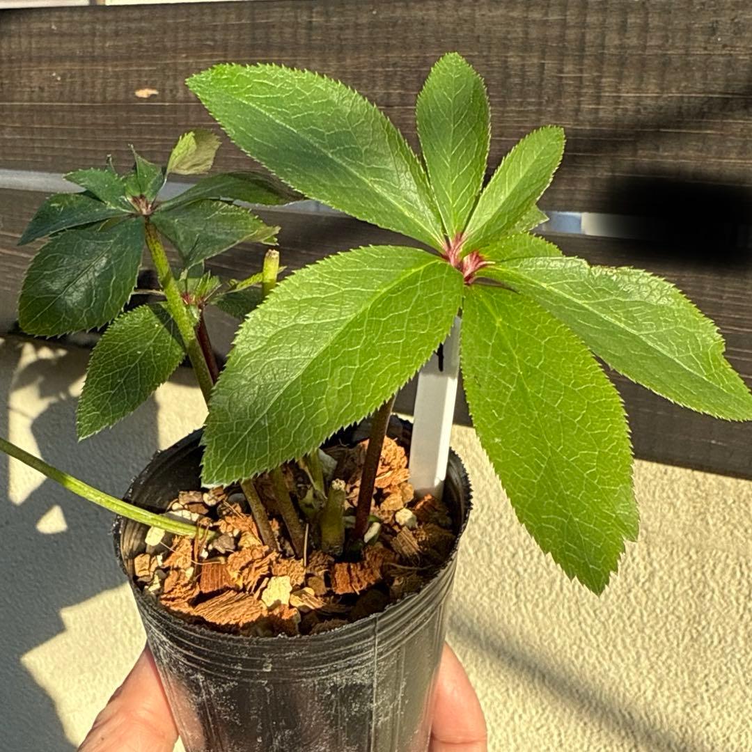 ひ*ち様 大木ナーセリー ポーセリンhyb 株分け クリスマスローズ