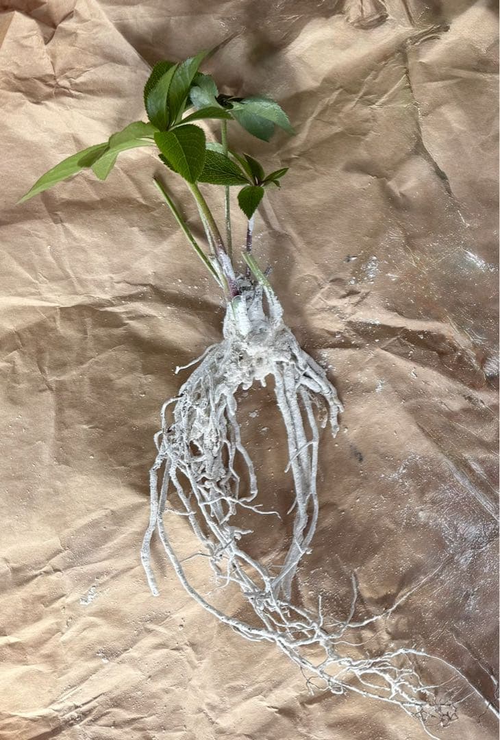 ひ*ち様 大木ナーセリー ポーセリンhyb 株分け クリスマスローズ