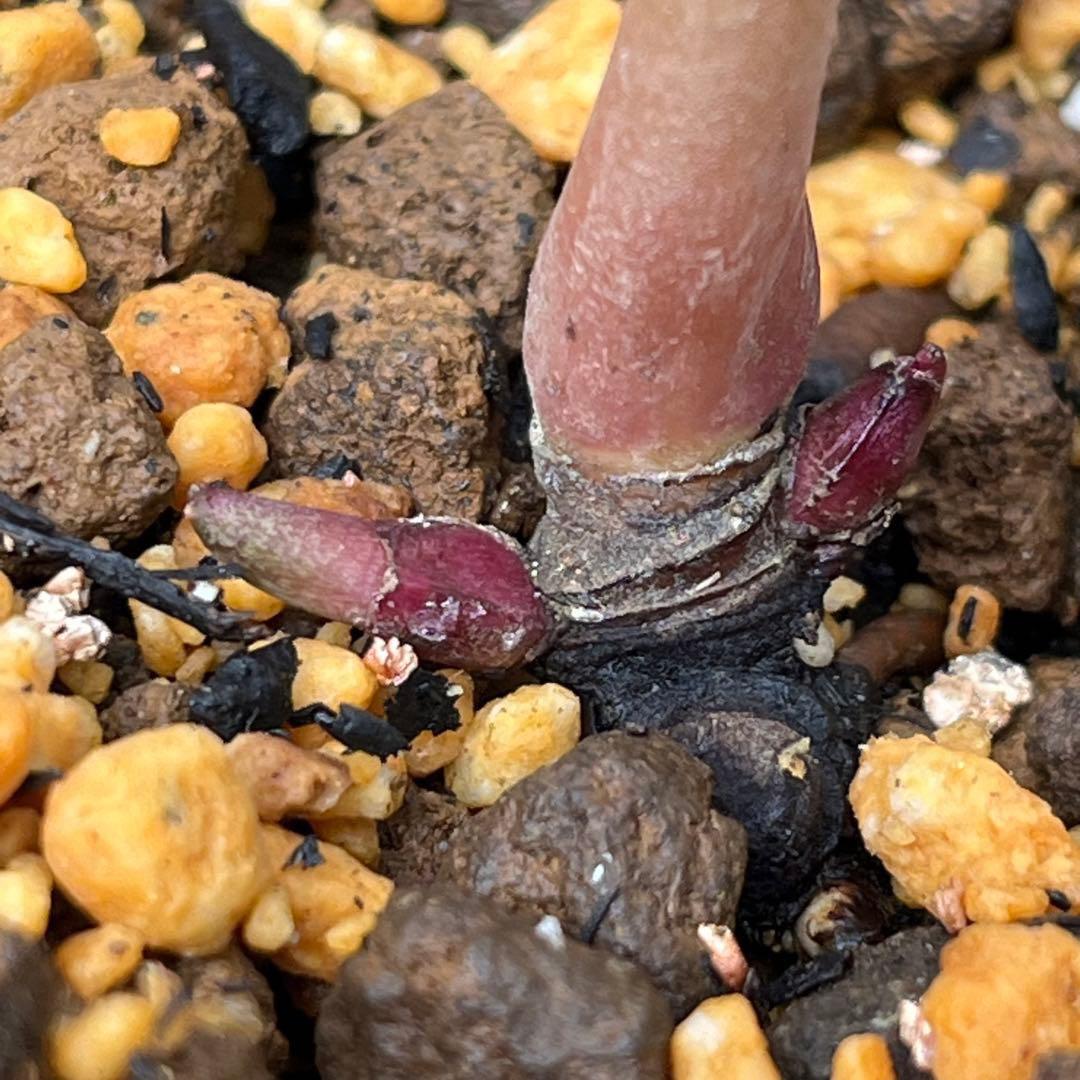 G*u様 ❤️根パンパン❤️6号❤️沢山新芽❤️221 ⭐️希少⭐️【マリア×ネ