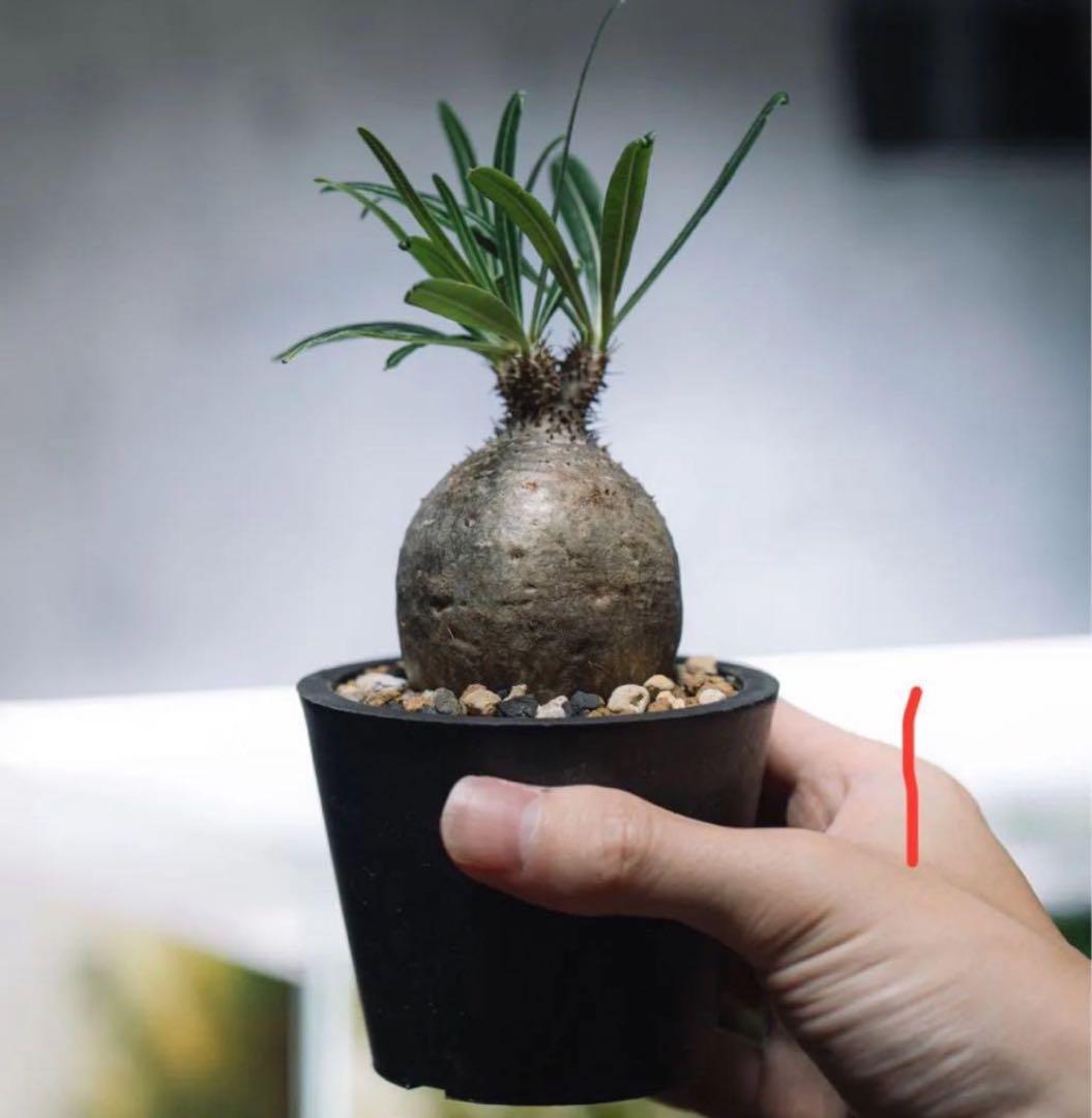 パキポディウム グラキリス　現地球　シルバー肌　良型