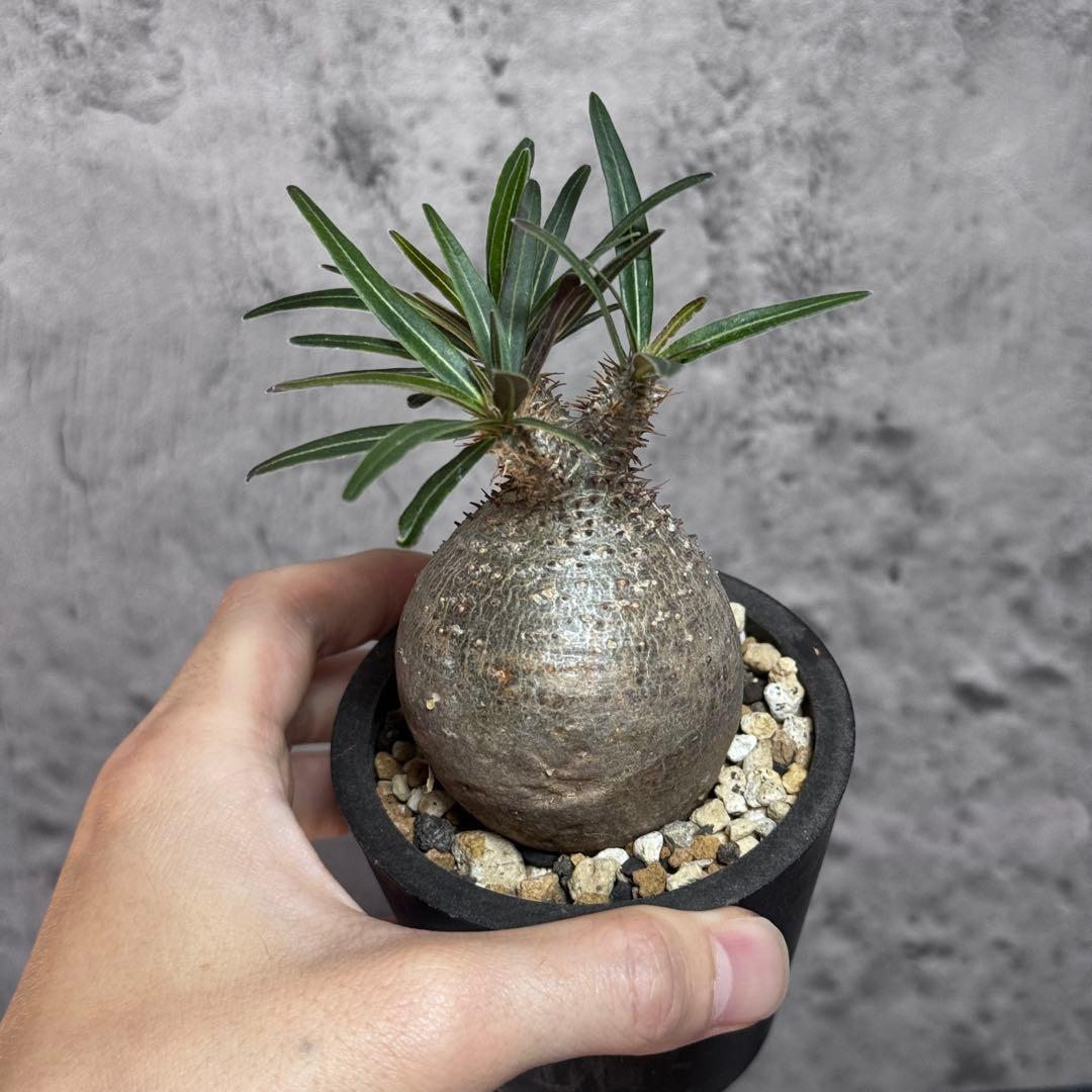 パキポディウム グラキリス　現地球　シルバー肌　良型