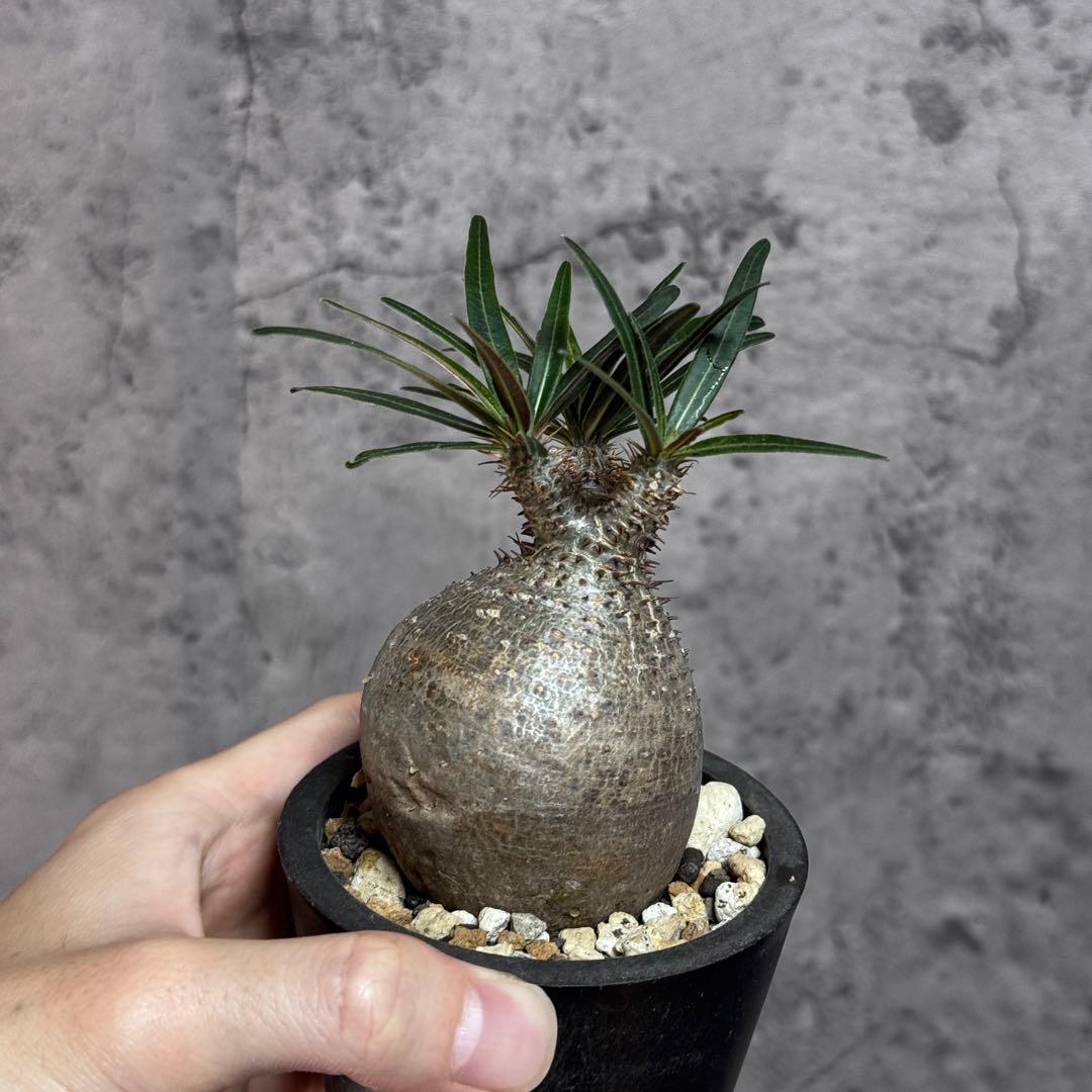 パキポディウム グラキリス　現地球　シルバー肌　良型