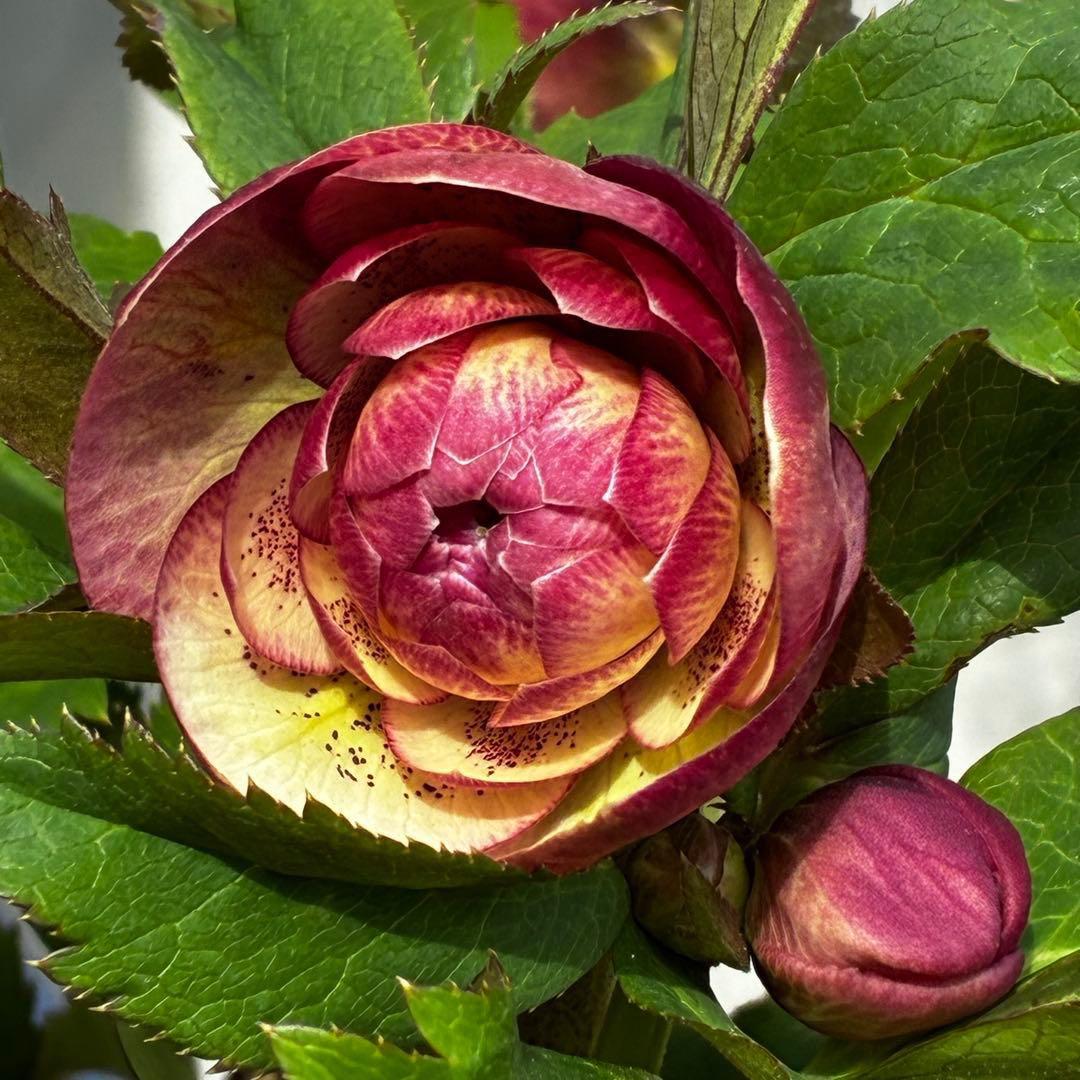 3590☘️蕾花付☘️極上☘️オレンジピンクアプリ⭐️グラデーションピコ⭐️大輪超多弁⭐️