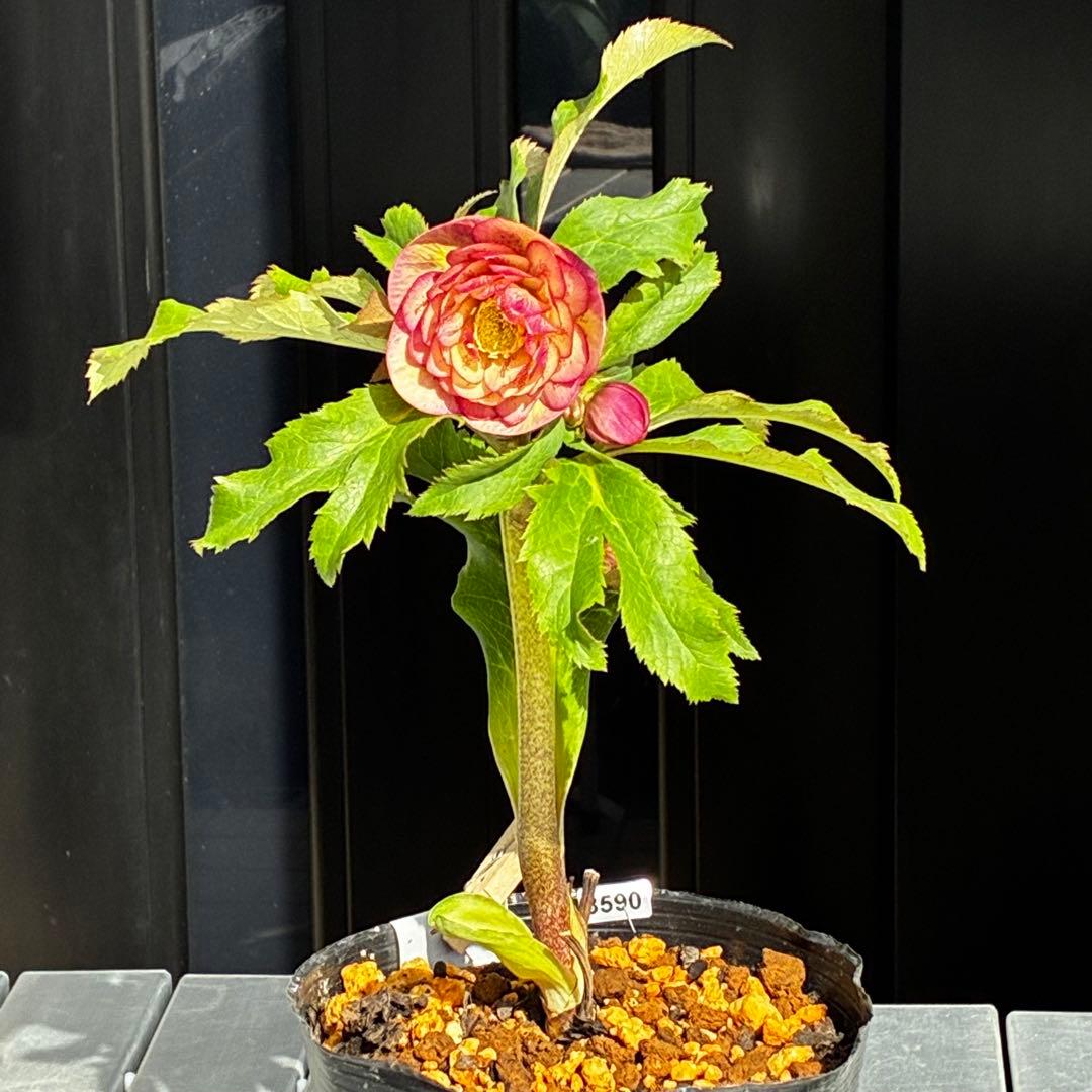 3590☘️蕾花付☘️極上☘️オレンジピンクアプリ⭐️グラデーションピコ⭐️大輪超多弁⭐️