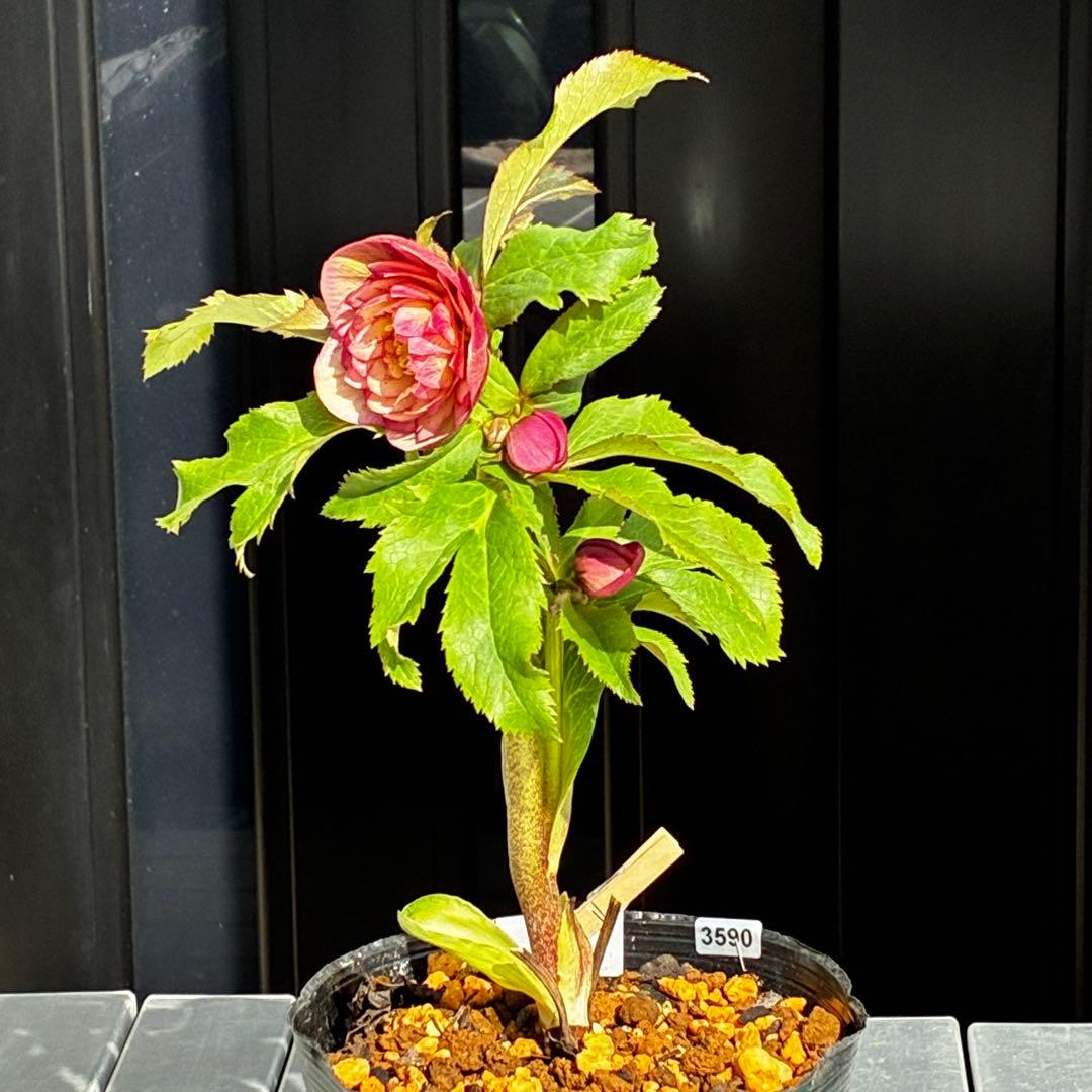 3590☘️蕾花付☘️極上☘️オレンジピンクアプリ⭐️グラデーションピコ⭐️大輪超多弁⭐️