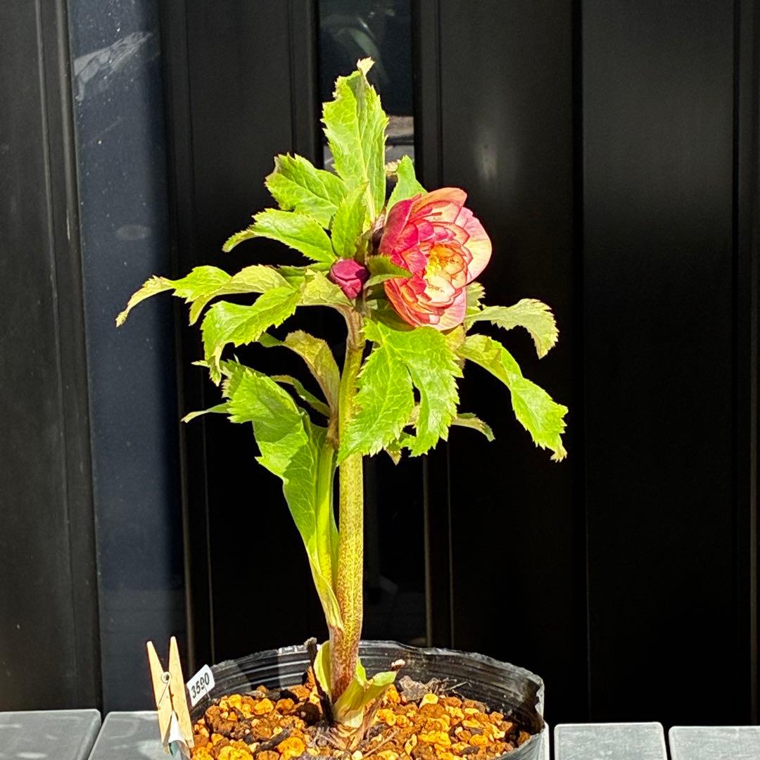 3590☘️蕾花付☘️極上☘️オレンジピンクアプリ⭐️グラデーションピコ⭐️大輪超多弁⭐️