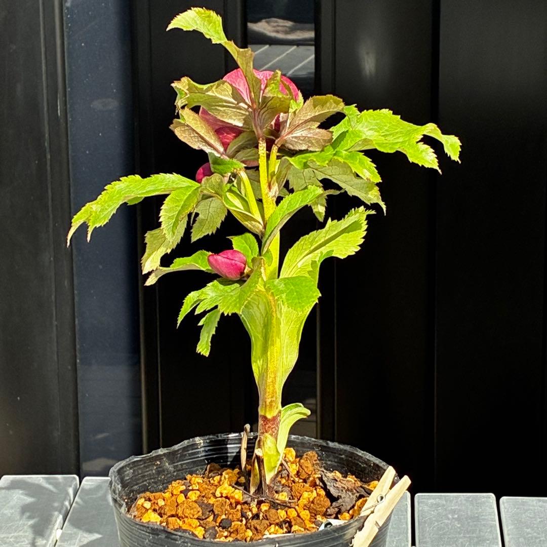 3590☘️蕾花付☘️極上☘️オレンジピンクアプリ⭐️グラデーションピコ⭐️大輪超多弁⭐️