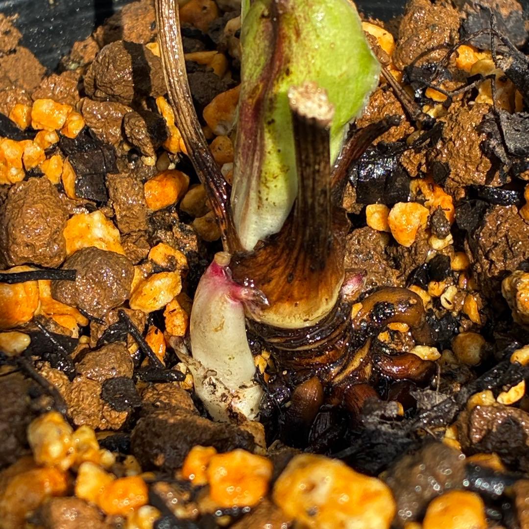 3590☘️蕾花付☘️極上☘️オレンジピンクアプリ⭐️グラデーションピコ⭐️大輪超多弁⭐️