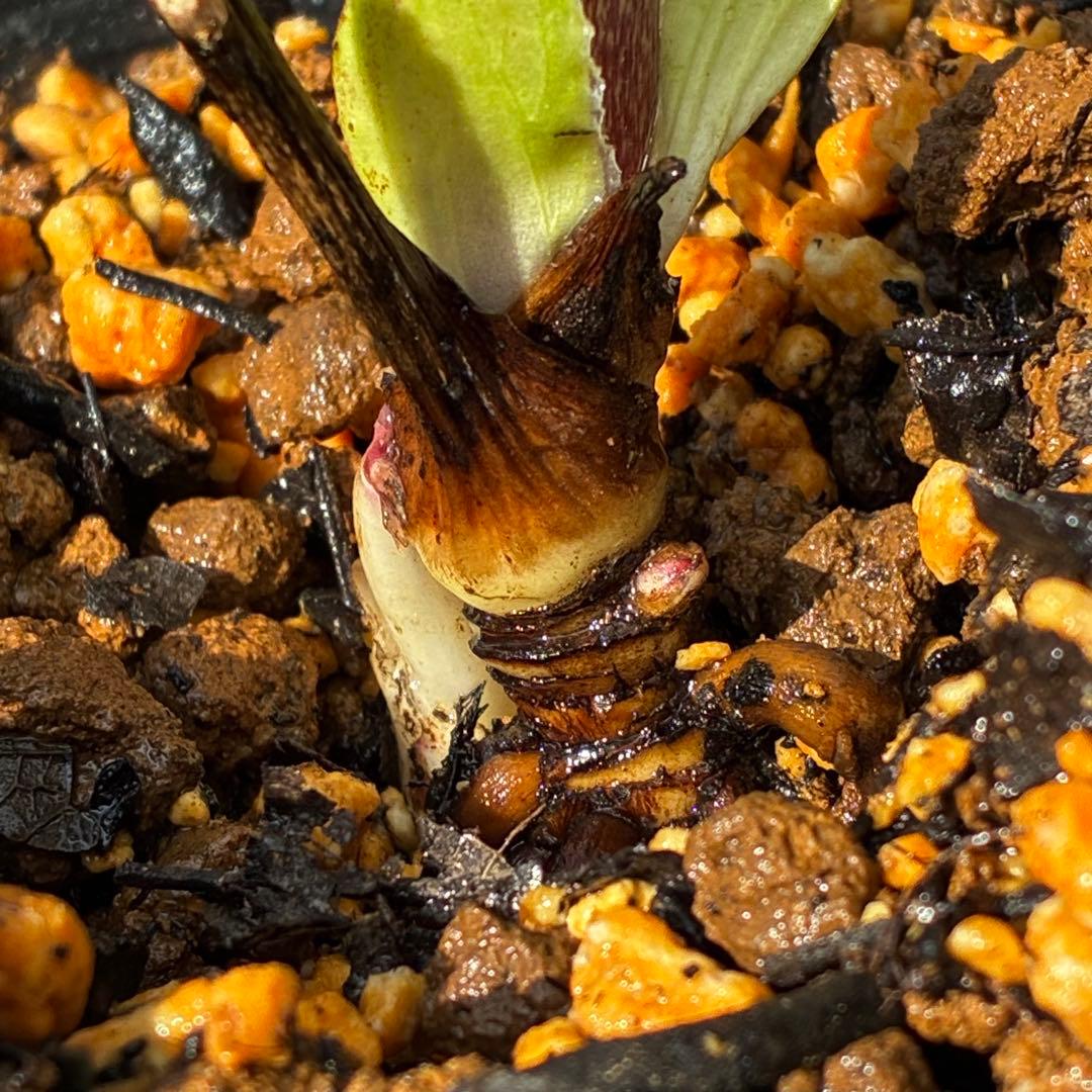 3590☘️蕾花付☘️極上☘️オレンジピンクアプリ⭐️グラデーションピコ⭐️大輪超多弁⭐️