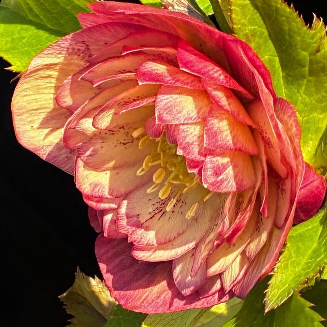 3590☘️蕾花付☘️極上☘️オレンジピンクアプリ⭐️グラデーションピコ⭐️大輪超多弁⭐️