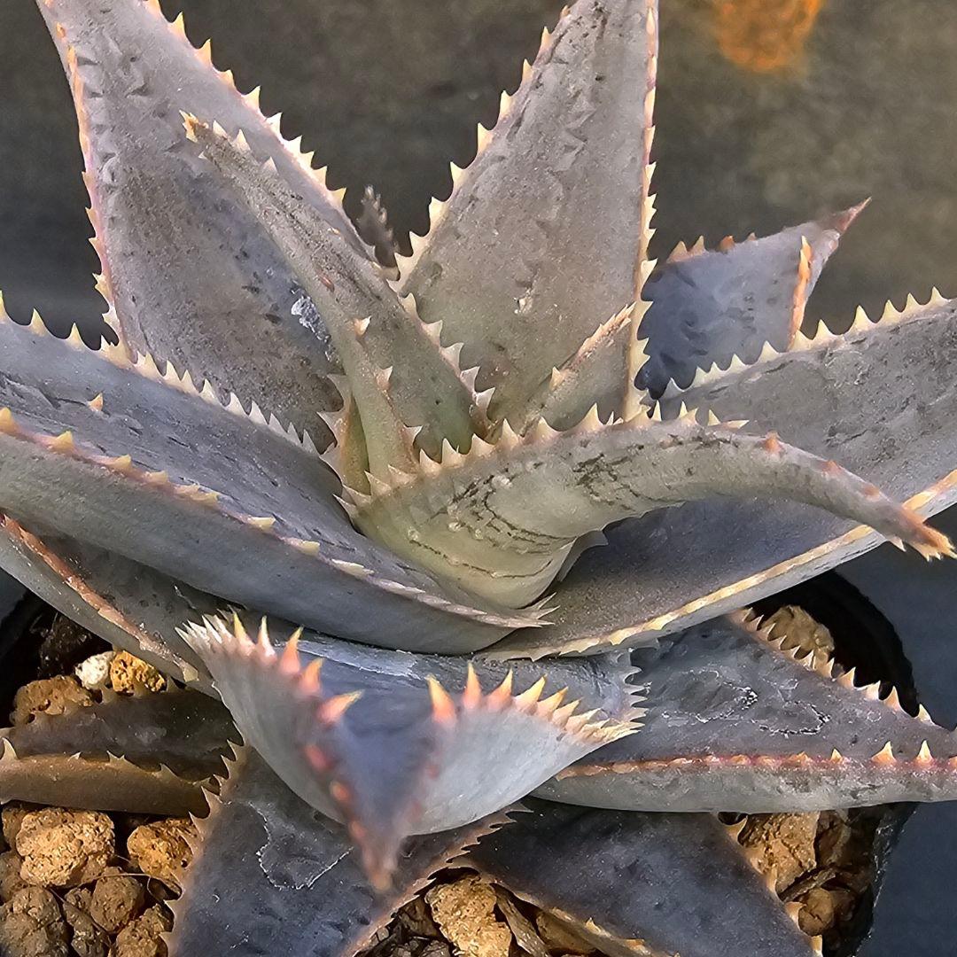 速達発送☆ゼファー様 リクエスト 2点 まとめ商品