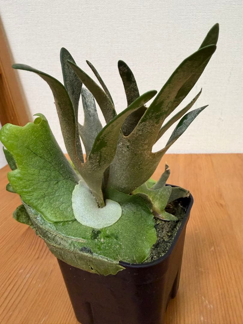 ＊P. Willinckii Jade Girl SP＊①