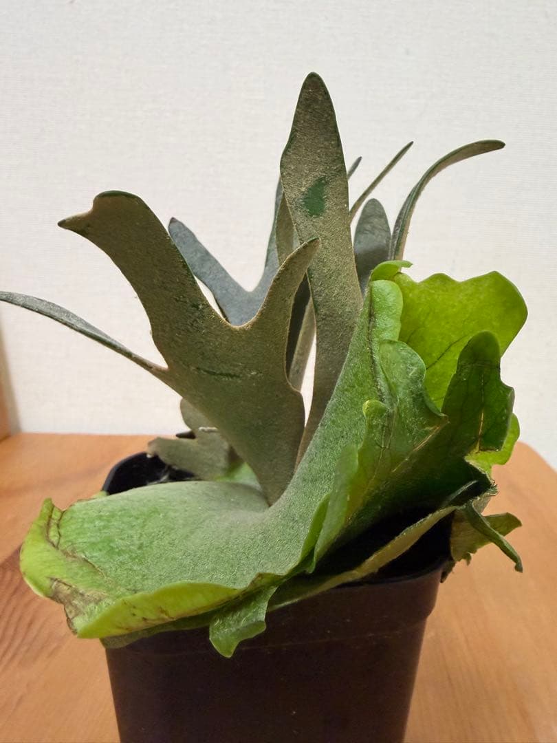 ＊P. Willinckii Jade Girl SP＊①