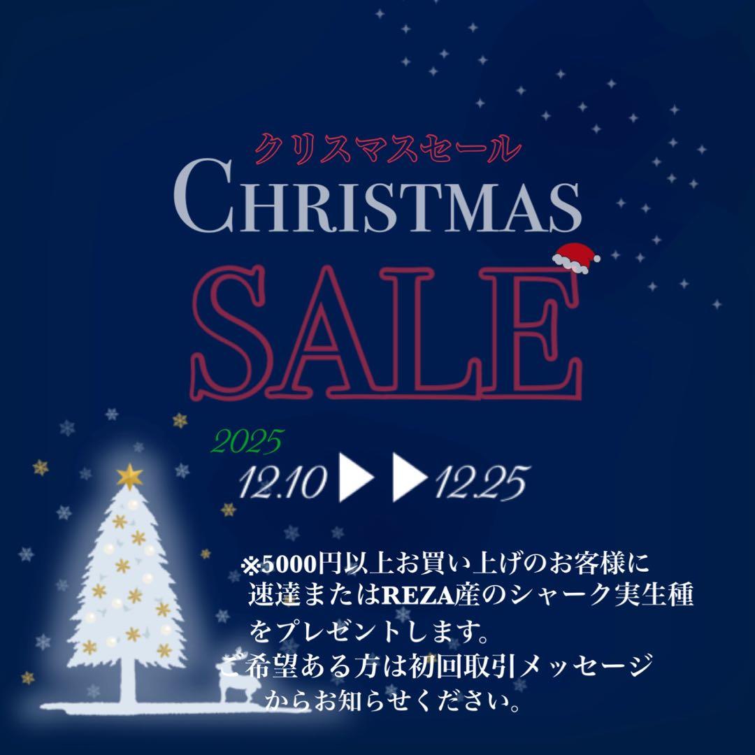 【クリスマスセール】①選抜 特大　美株　アガベ　白鯨錦　覆輪斑　TC