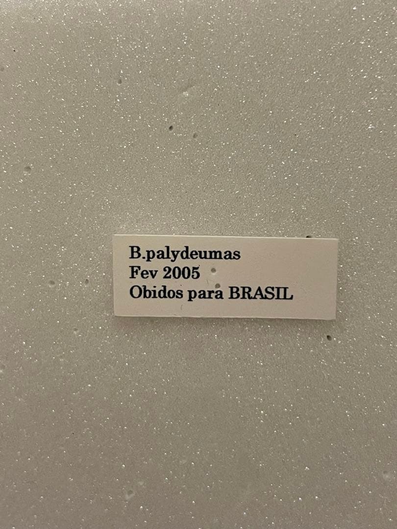 【3頭セット】キアゲハ、ポリタマスアオジャコウ、パピリオアレクサノール