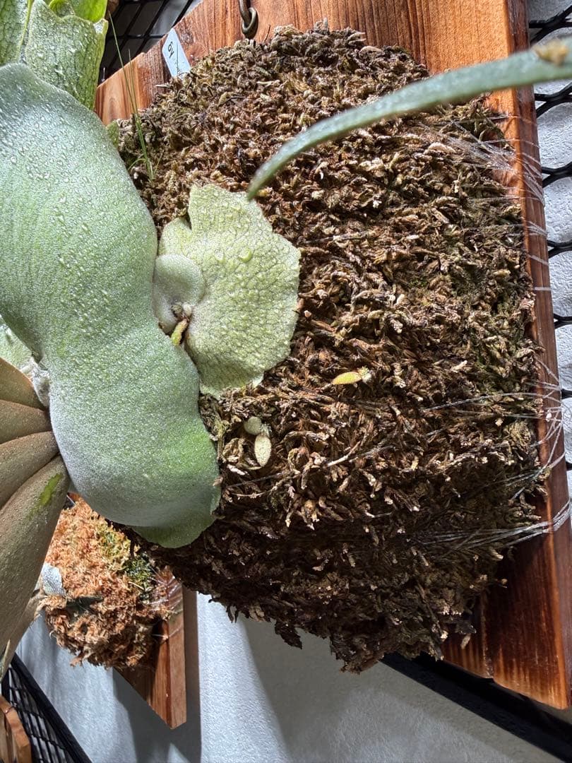 【特選親株】P.Bacteria バクテリア