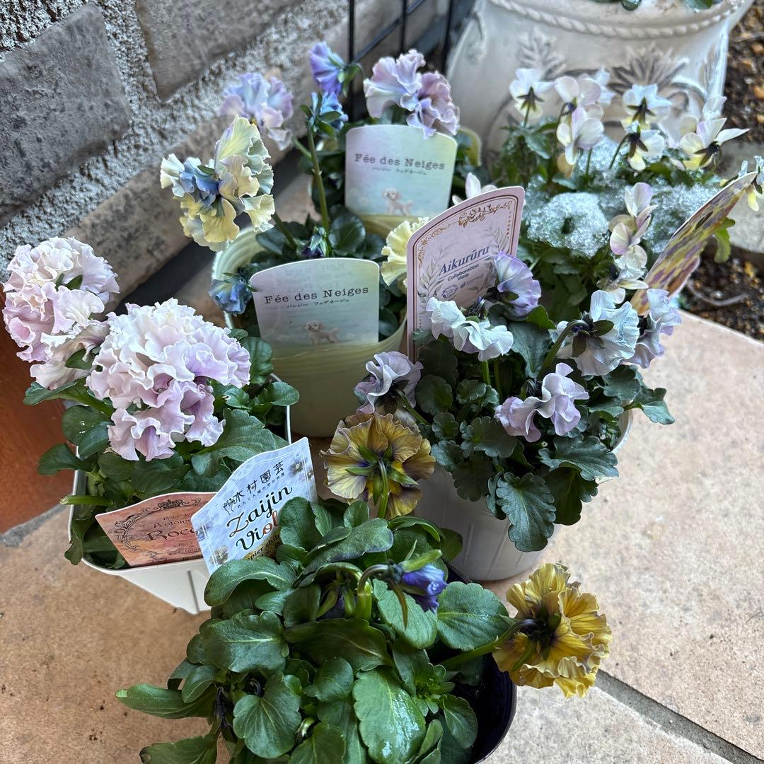 フェデネージュ