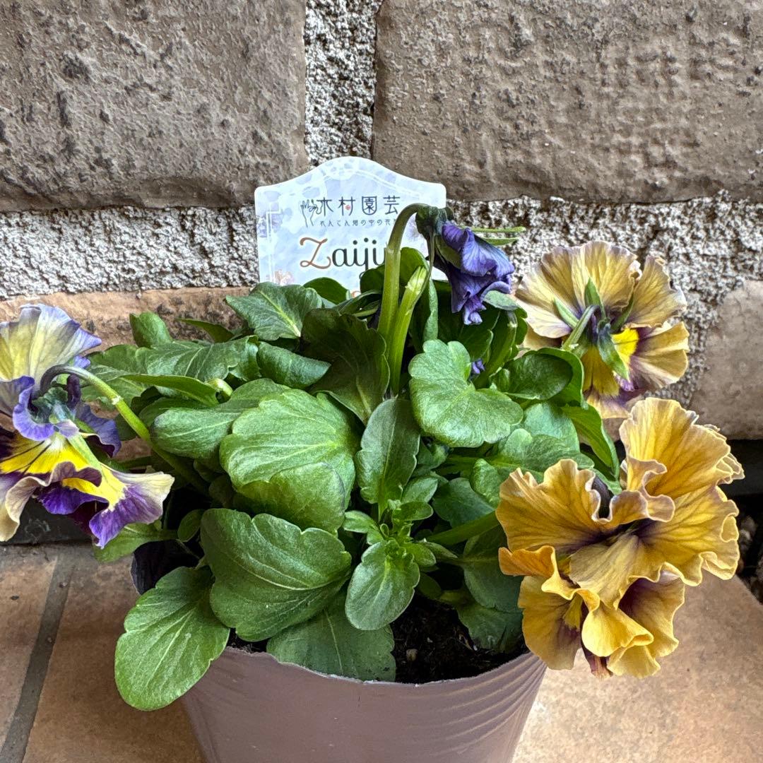 フェデネージュ